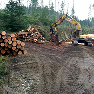 Ueland Tree Farm | Logging