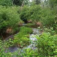 Ueland Tree Farm | Water Quality