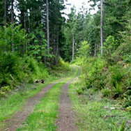 Ueland Tree Farm | Timber