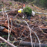 Ueland Tree Farm | Replanting after Harvest Ueland Tree Farm | Replanting after Harvest